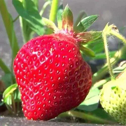 Клубника ХОНЕЙ в Пинске