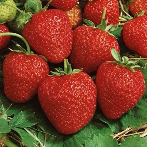 Клубника КОРОНА в Пинске