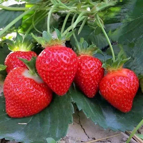 Клубника ТЕА в Пинске