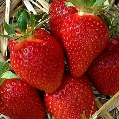 Клубника СИБИЛЛА в Пинске