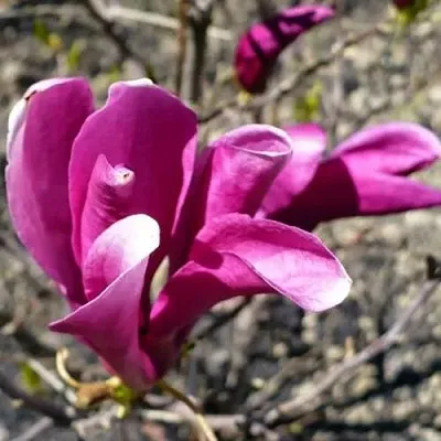 Магнолия СЬЮЗАН в Пинске