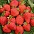 Клубника САН АНДРЕАС ремонтантная в Пинске