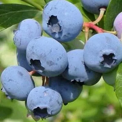 Голубика ДАРРОУ  Голубика ДАРРОУ в Пинске