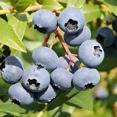 Голубика КРОЭТЭН  Голубика КРОЭТЭН в Пинске