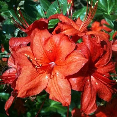 Азалия ДОЛОРОСО листопадная в Пинске