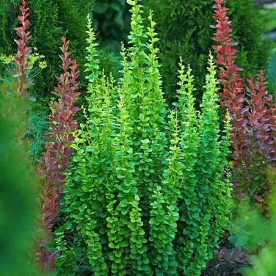 Барбарис ЭРЕКТА тунберга в Пинске