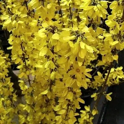 Форзиция ГОЛДРАУШ в Пинске