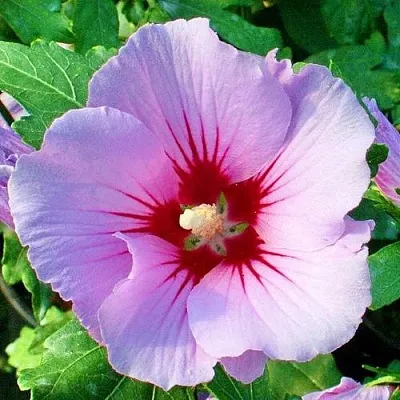 Гибискус ПИНК ФЛИРТ сирийский в Пинске