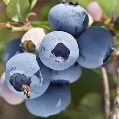 Голубика Гурон (Хурон) Голубика Гурон (Хурон)
