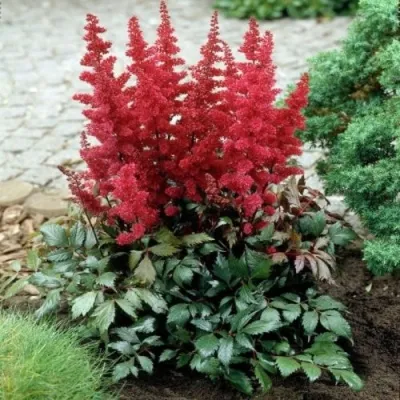 Астильба МОНТГОМЕРИ японская в Пинске