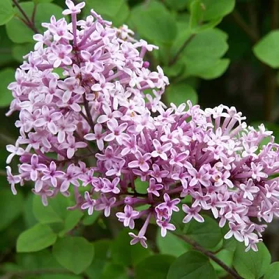 Сирень ПАЛИБИН  в Пинске