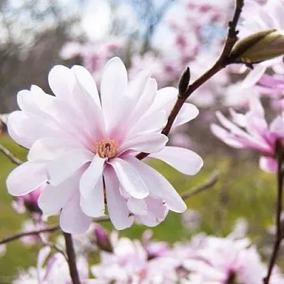 Магнолия РОЗЕЯ в Пинске