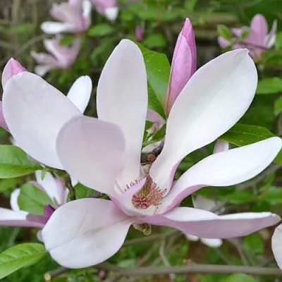 Магнолия ДЖОРДЖ ГЕНРИ КЕРН в Пинске