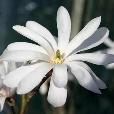 Магнолия РОЯЛ СТАР в Пинске