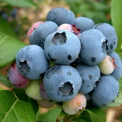 Голубика КОЛЛИНЗ  Голубика КОЛЛИНЗ в Пинске