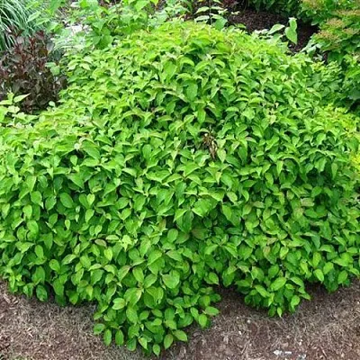 Дерен КЕЛСЕИ шелковистый   Дерен КЕЛСЕИ шелковистый  в Пинске