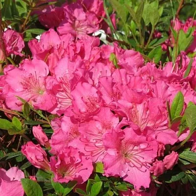 Азалия КИРСТИН японская в Пинске