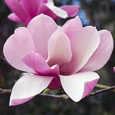 Магнолия РИККИ в Пинске