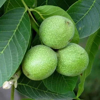 Грецкий орех ЮРИЙ ГАГАРИН  Грецкий орех ЮРИЙ ГАГАРИН в Пинске