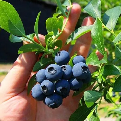 Голубика НОРТ КАНТРИ  Голубика НОРТ КАНТРИ в Пинске
