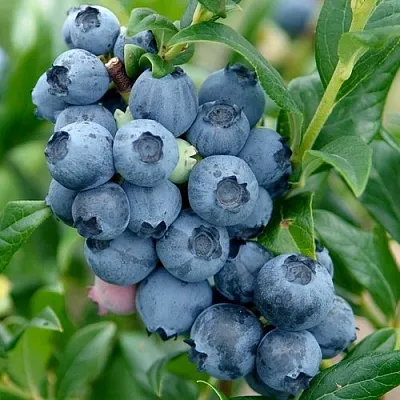 Голубика ХАРДИБЛЮ  Голубика ХАРДИБЛЮ в Пинске