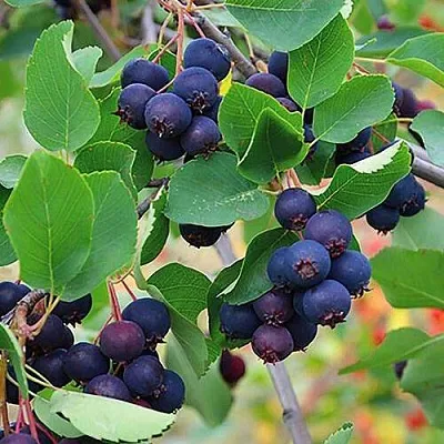 Ирга THIESSEN  Ирга THIESSEN в Пинске