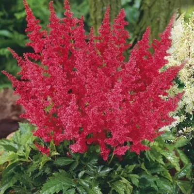 Астильба МОНТГОМЕРИ японская в Пинске