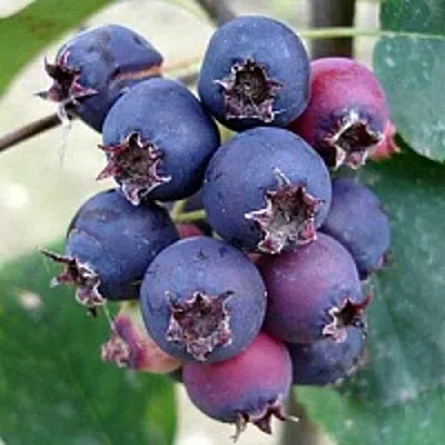 Ирга SLEYT  Ирга SLEYT в Пинске