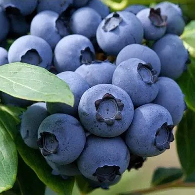 Голубика СПАРТАН  Голубика СПАРТАН в Пинске