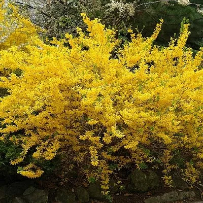 Форзиция ГОЛДЗАУБЕР средняя в Пинске