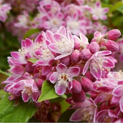 Дейция СТРОБЕРРИ ФИЛДС  в Пинске