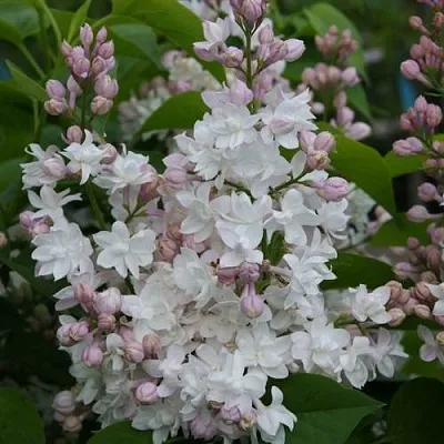 Сирень КРАСАВИЦА МОСКВЫ в Пинске