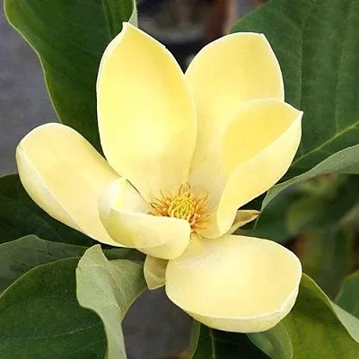 Магнолия ЕЛЛОУ ЛАНТЕРН в Пинске