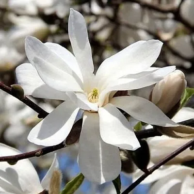 Магнолия ЛЕБНЕРА МЕРРИЛЛ в Пинске