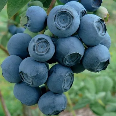 Голубика РУБЕЛ  Голубика РУБЕЛ в Пинске