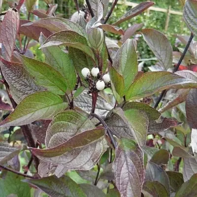 Дерен КЕССЕЛЬРИНГИ  Дерен КЕССЕЛЬРИНГИ в Пинске