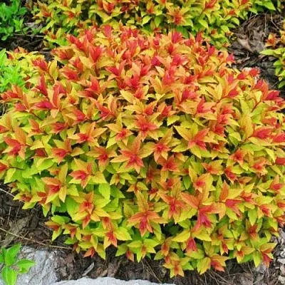 Спирея ГОЛДФЛЕЙМ в Пинске