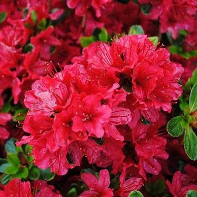 Азалия ХИНО КРИМСОН японская в Пинске