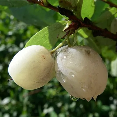 Голубика СНЕГУРОЧКА  Голубика СНЕГУРОЧКА в Пинске