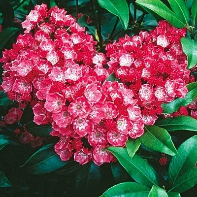 Кальмия КАРДИНАЛ в Пинске