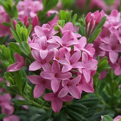 Волчеягодник КОЛЛИНА ГАРАЛЕНС в Пинске