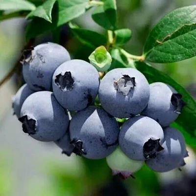 Голубика СИЕРРА  Голубика СИЕРРА в Пинске