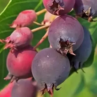 Ирга MANDAN  Ирга MANDAN в Пинске