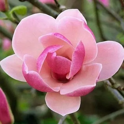 Магнолия РУСТИКА РУМБА в Пинске