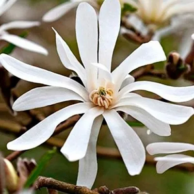 Магнолия СТЕЛЛАТА в Пинске