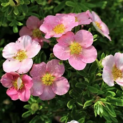 Лапчатка ЛАВЛИ ПИНК кустарниковая в Пинске