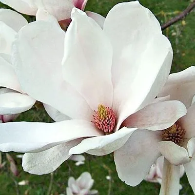 Магнолия АЛЬБА СУПЕРБА в Пинске