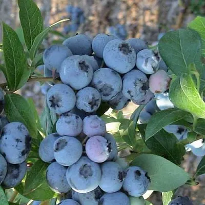 Голубика НОРТЛАНД  Голубика НОРТЛАНД в Пинске