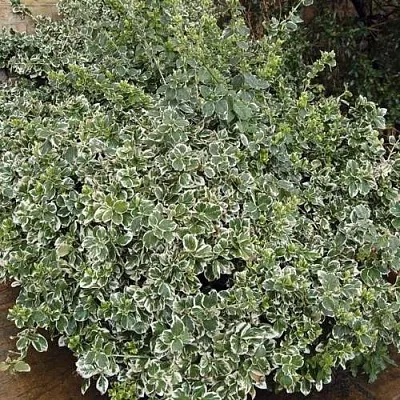 Бересклет ЭМЕРАЛЬД ГАИТИ форчуна  в Пинске