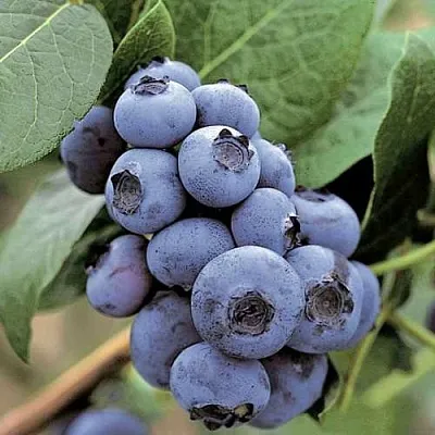 Голубика ПАТРИОТ  Голубика ПАТРИОТ в Пинске